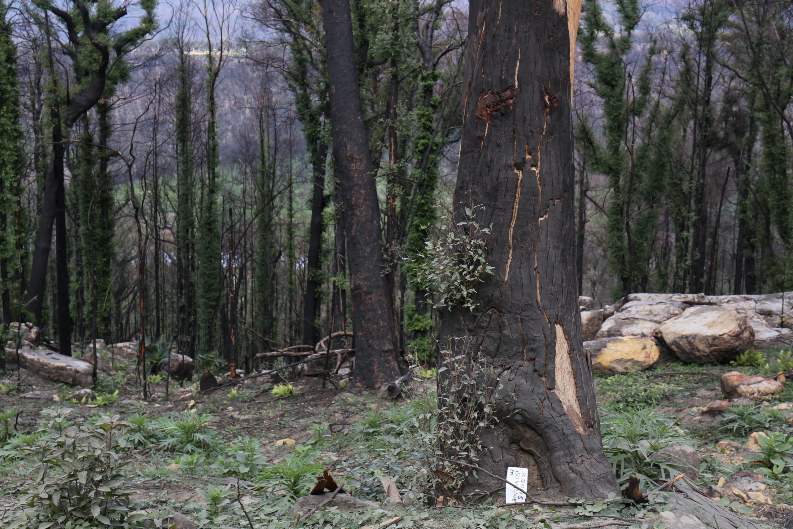 Bringing the bush to the classroom in a crisis - The Scots College